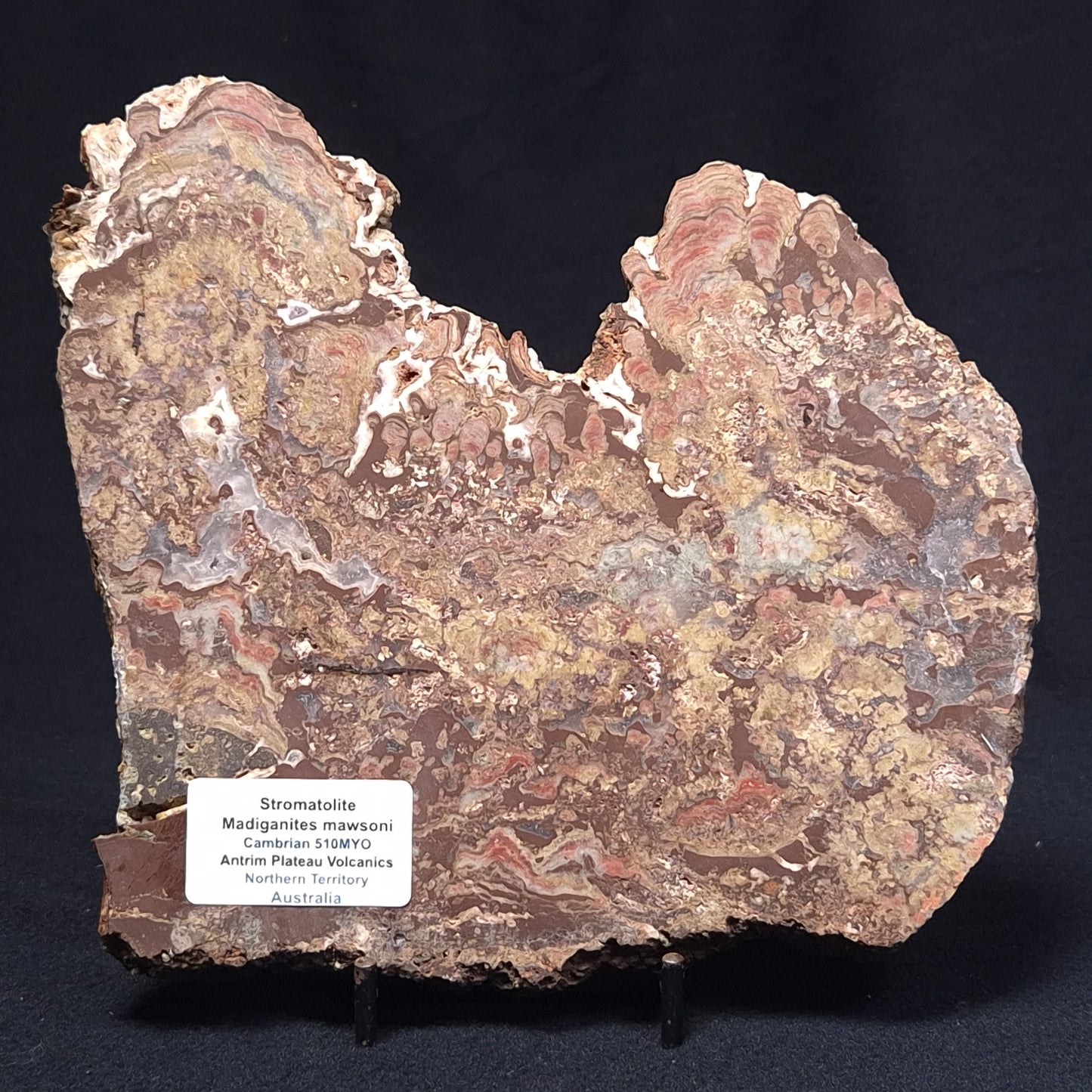 MADIGANITES MAWSONI STROMATOLITE, Cambrian, Australia ZMM022