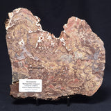 MADIGANITES MAWSONI STROMATOLITE, Cambrian, Australia ZMM022