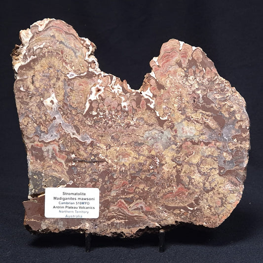 MADIGANITES MAWSONI STROMATOLITE, Cambrian, Australia ZMM022