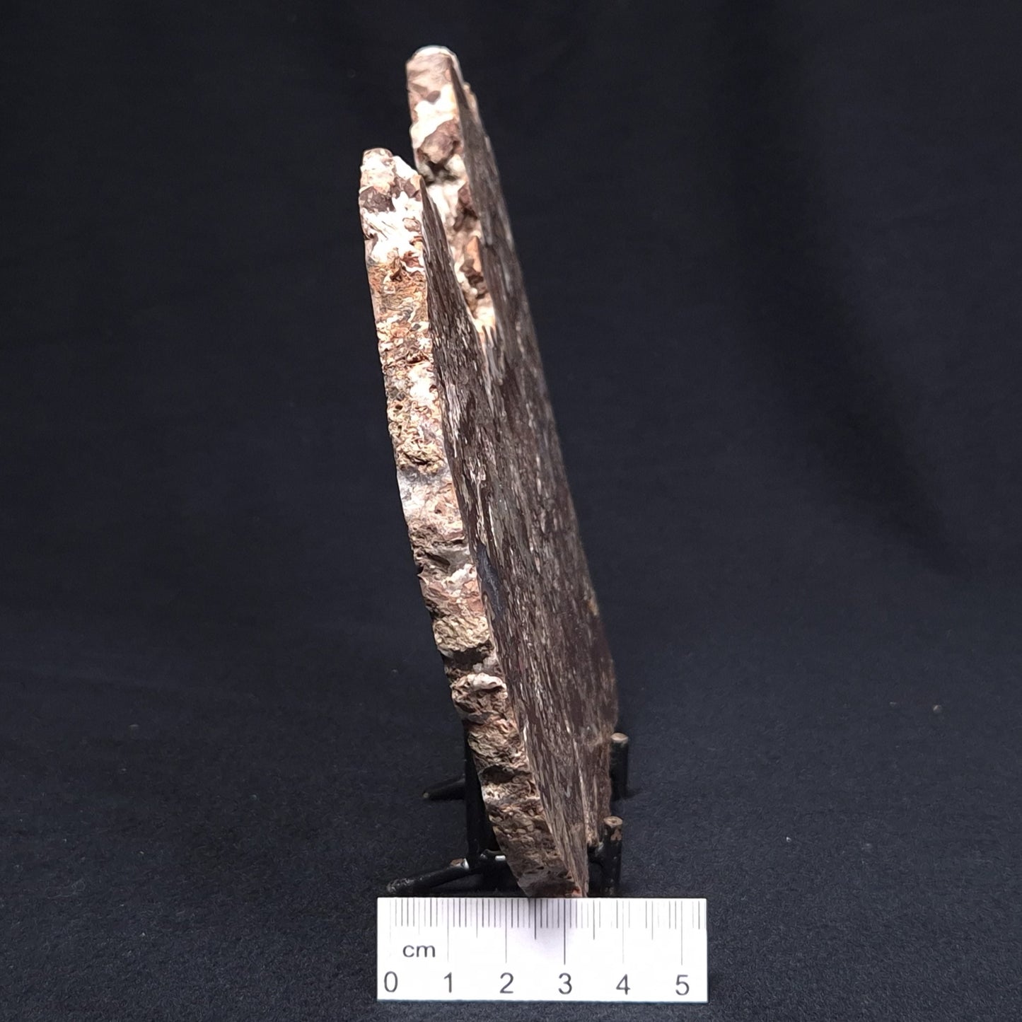 MADIGANITES MAWSONI STROMATOLITE, Cambrian, Australia ZMM022