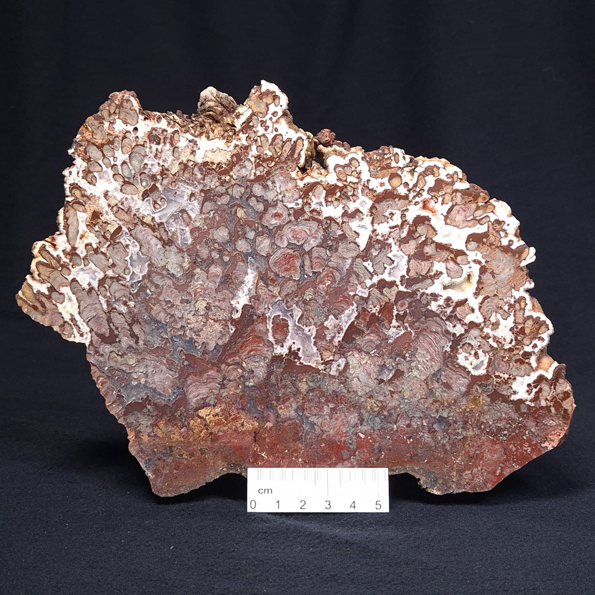 MADIGANITES MAWSONI STROMATOLITE, Cambrian, Australia ZMM021