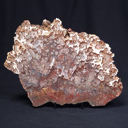 MADIGANITES MAWSONI STROMATOLITE, Cambrian, Australia ZMM021