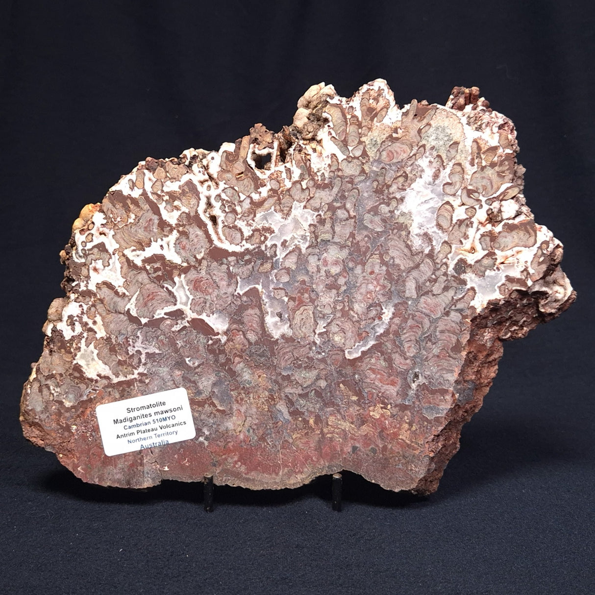 MADIGANITES MAWSONI STROMATOLITE, Cambrian, Australia ZMM021