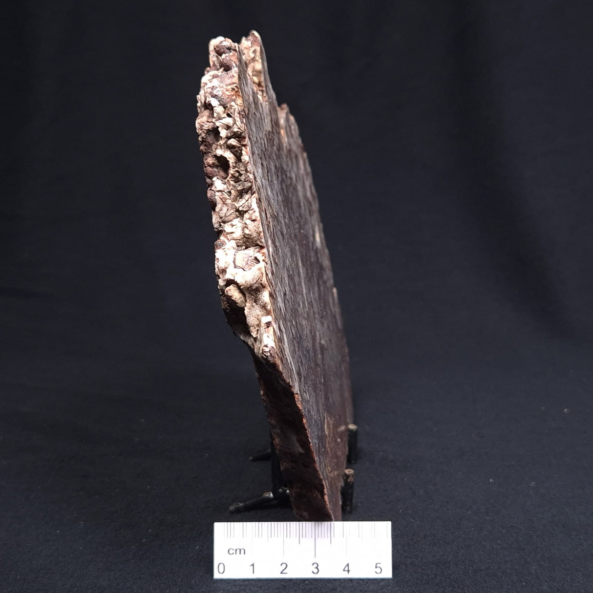 MADIGANITES MAWSONI STROMATOLITE, Cambrian, Australia ZMM021