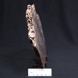 MADIGANITES MAWSONI STROMATOLITE, Cambrian, Australia ZMM021