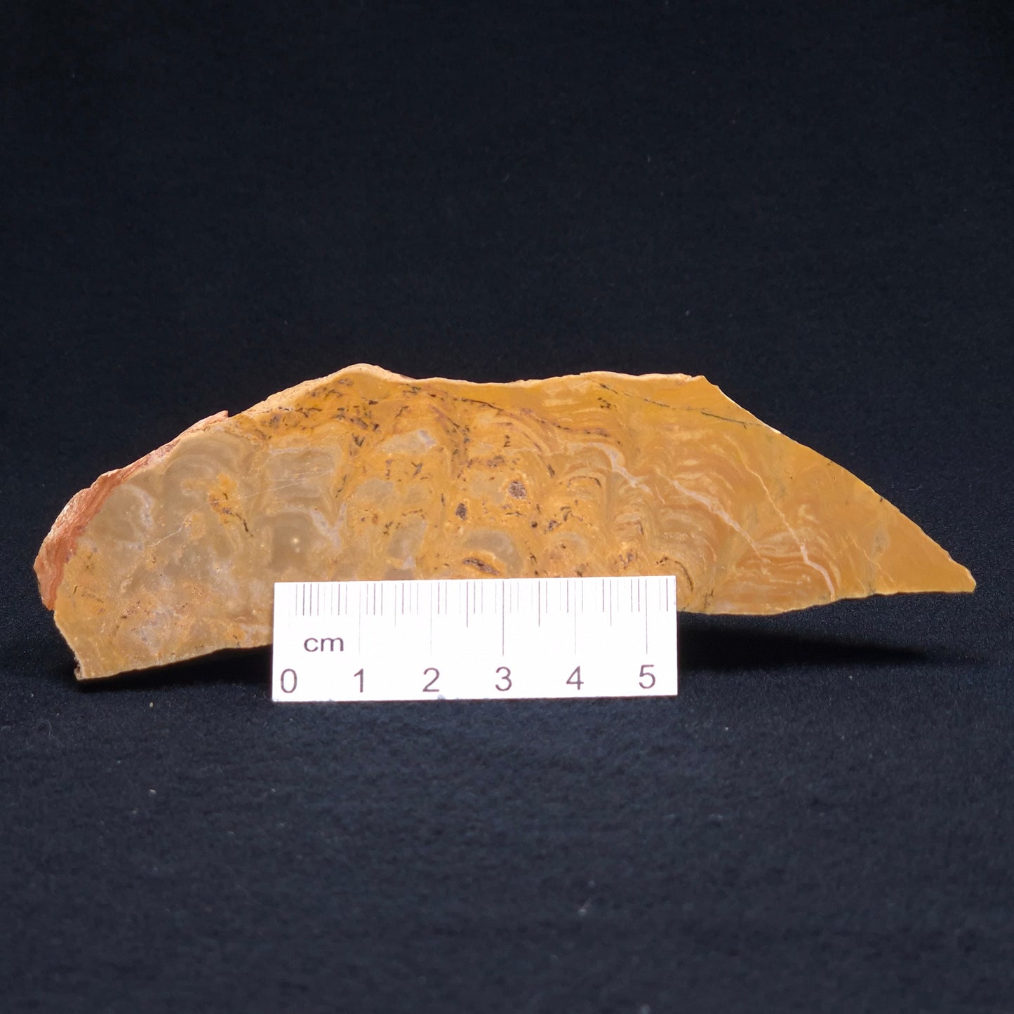 TUNGUSSIA INNA STROMATOLITE, Late Precambrian, Australia ZTG002