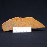 TUNGUSSIA INNA STROMATOLITE, Late Precambrian, Australia ZTG002