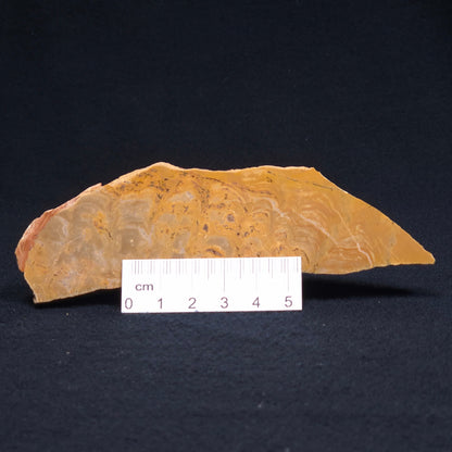 TUNGUSSIA INNA STROMATOLITE, Late Precambrian, Australia ZTG002