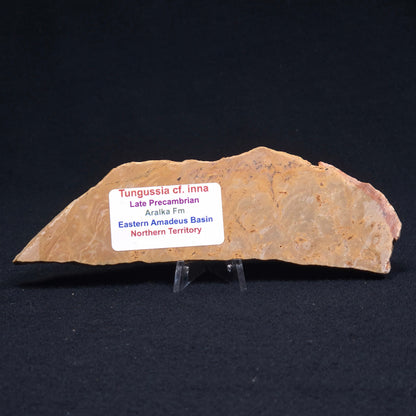 TUNGUSSIA INNA STROMATOLITE, Late Precambrian, Australia ZTG002