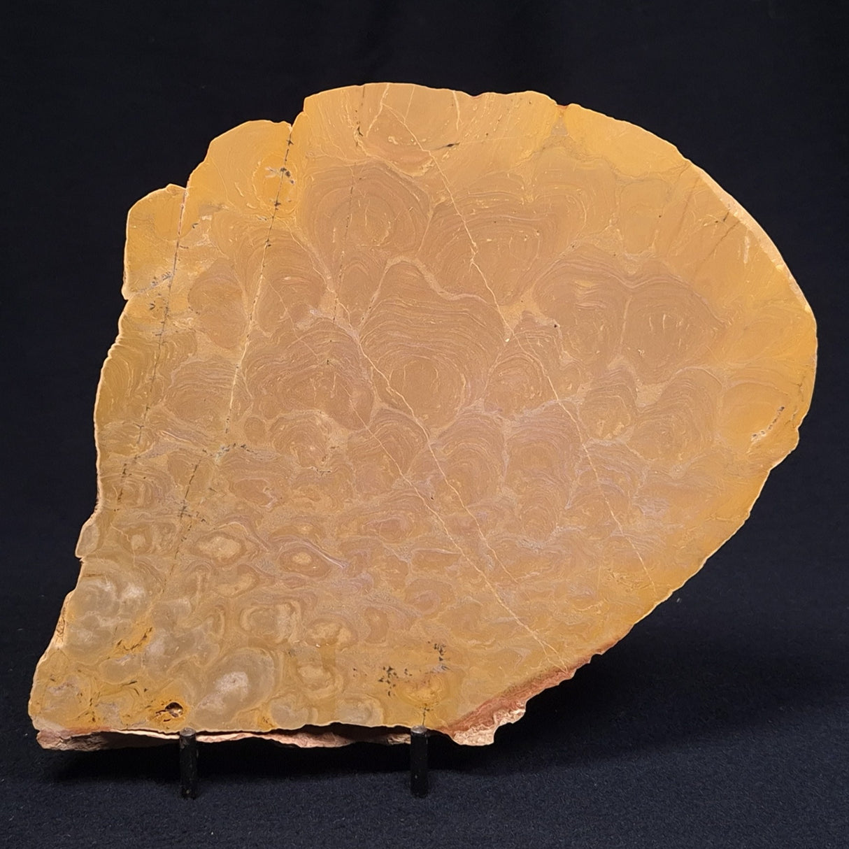 TUNGUSSIA INNA STROMATOLITE, Late Precambrian, Australia ZTG003