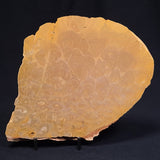 TUNGUSSIA INNA STROMATOLITE, Late Precambrian, Australia ZTG003
