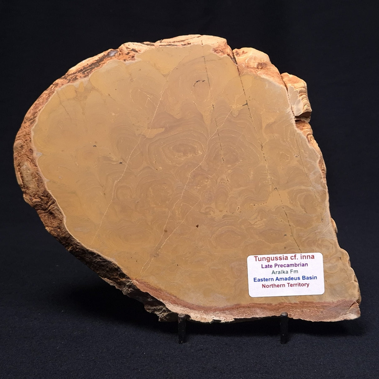 TUNGUSSIA INNA STROMATOLITE, Late Precambrian, Australia ZTG003