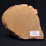 TUNGUSSIA INNA STROMATOLITE, Late Precambrian, Australia ZTG003