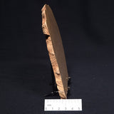 TUNGUSSIA INNA STROMATOLITE, Late Precambrian, Australia ZTG003