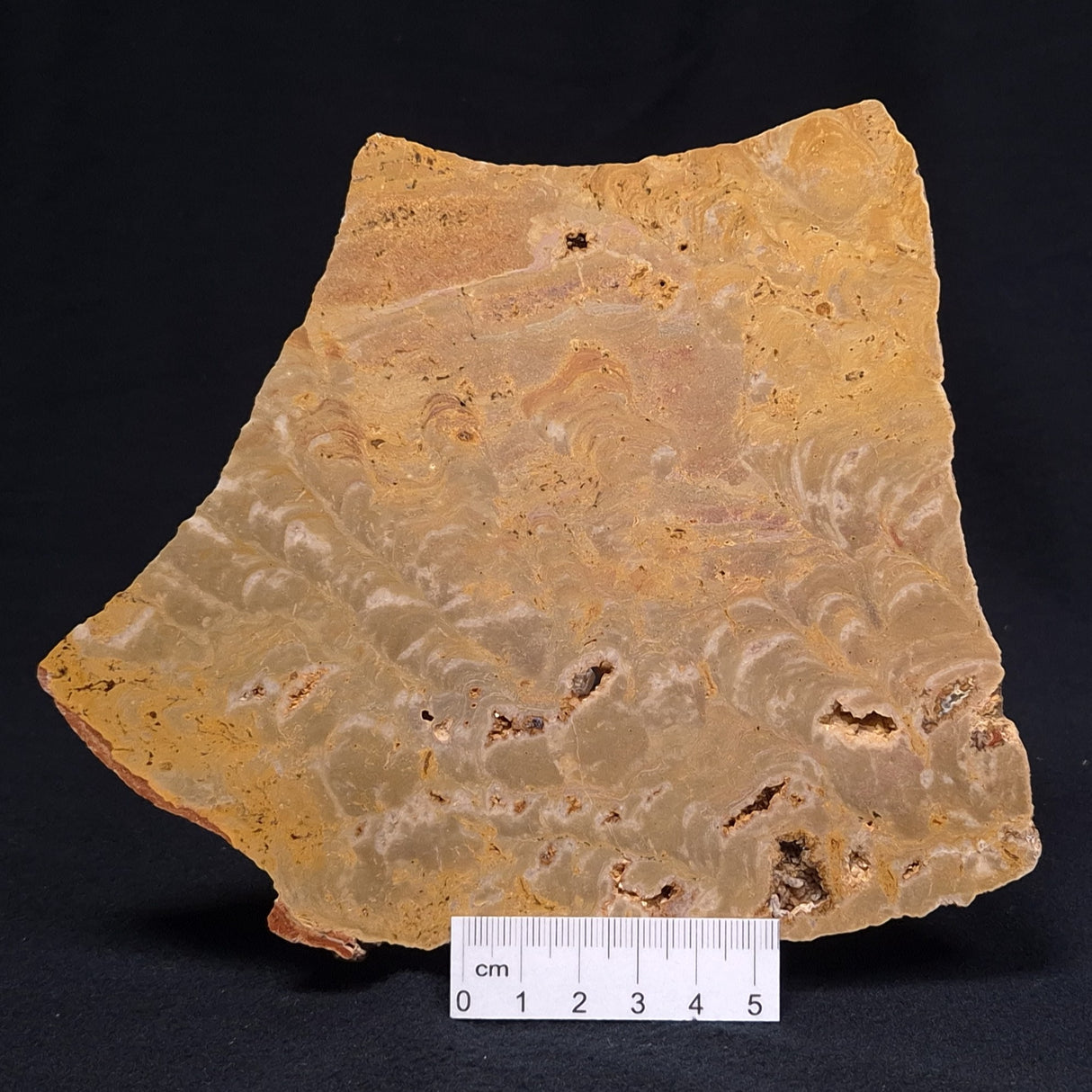 TUNGUSSIA INNA STROMATOLITE, Late Precambrian, Australia ZTG004
