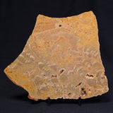 TUNGUSSIA INNA STROMATOLITE, Late Precambrian, Australia ZTG004
