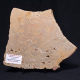 TUNGUSSIA INNA STROMATOLITE, Late Precambrian, Australia ZTG004