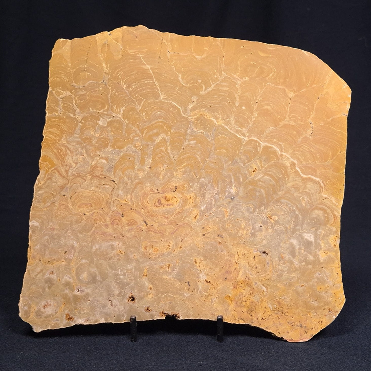 TUNGUSSIA INNA STROMATOLITE, Late Precambrian, Australia ZTG005
