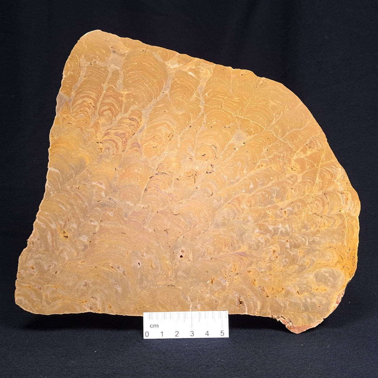 TUNGUSSIA INNA STROMATOLITE, Late Precambrian, Australia ZTG006