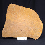 TUNGUSSIA INNA STROMATOLITE, Late Precambrian, Australia ZTG006
