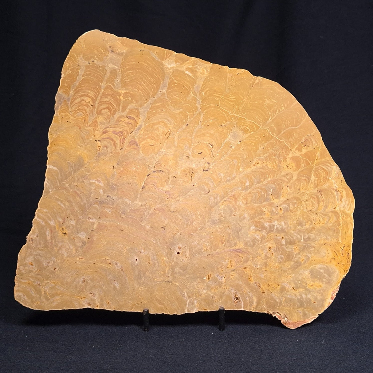 TUNGUSSIA INNA STROMATOLITE, Late Precambrian, Australia ZTG006