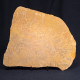 TUNGUSSIA INNA STROMATOLITE, Late Precambrian, Australia ZTG006