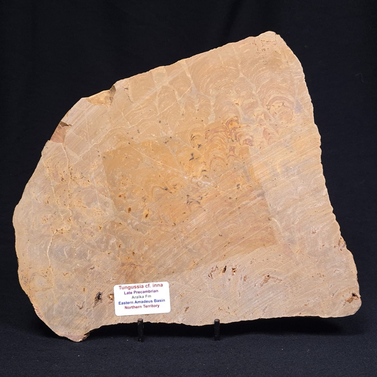 TUNGUSSIA INNA STROMATOLITE, Late Precambrian, Australia ZTG006