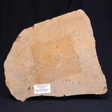 TUNGUSSIA INNA STROMATOLITE, Late Precambrian, Australia ZTG006