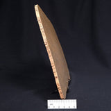 TUNGUSSIA INNA STROMATOLITE, Late Precambrian, Australia ZTG006