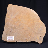 TUNGUSSIA INNA STROMATOLITE, Late Precambrian, Australia ZTG007