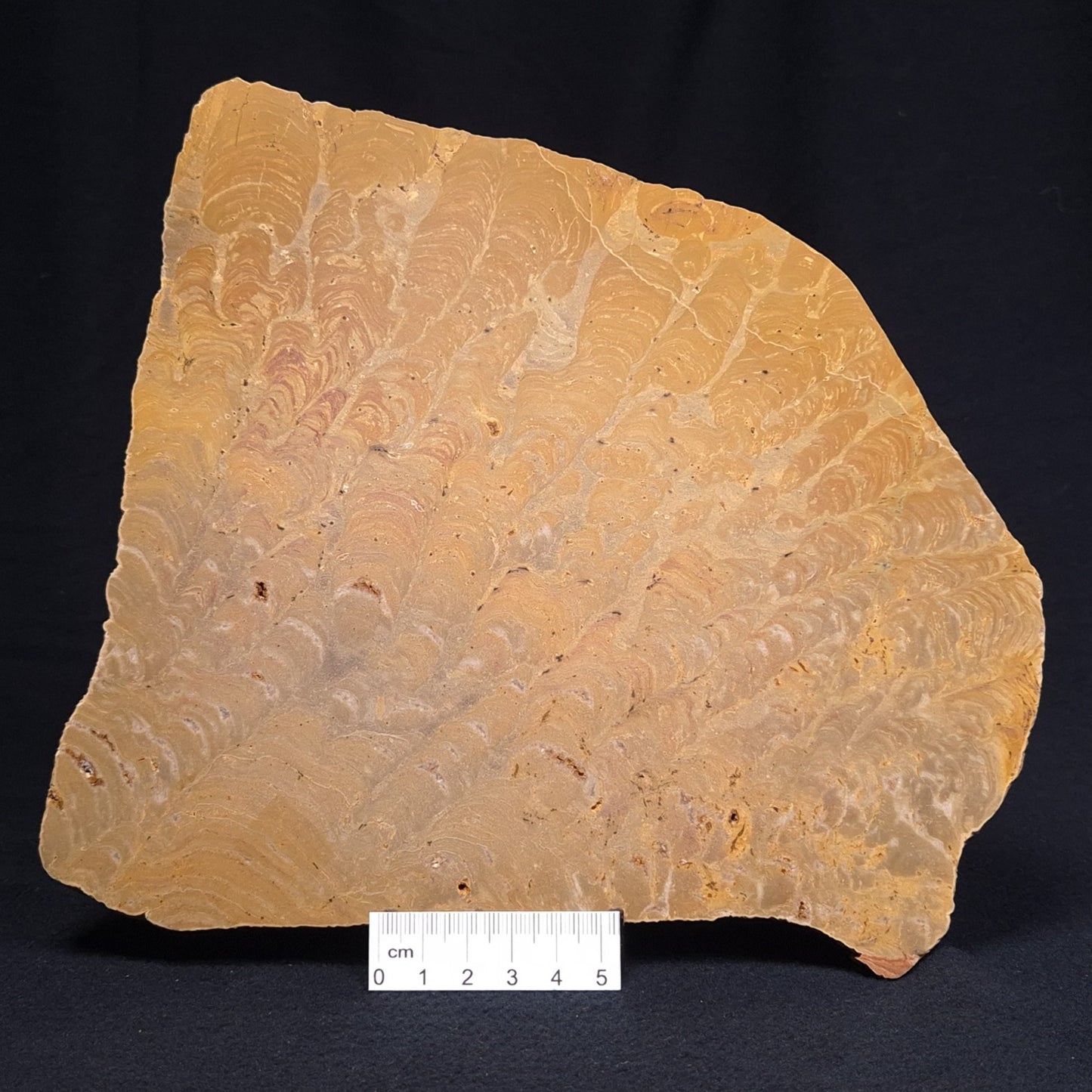 TUNGUSSIA INNA STROMATOLITE, Late Precambrian, Australia ZTG008