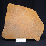 TUNGUSSIA INNA STROMATOLITE, Late Precambrian, Australia ZTG008