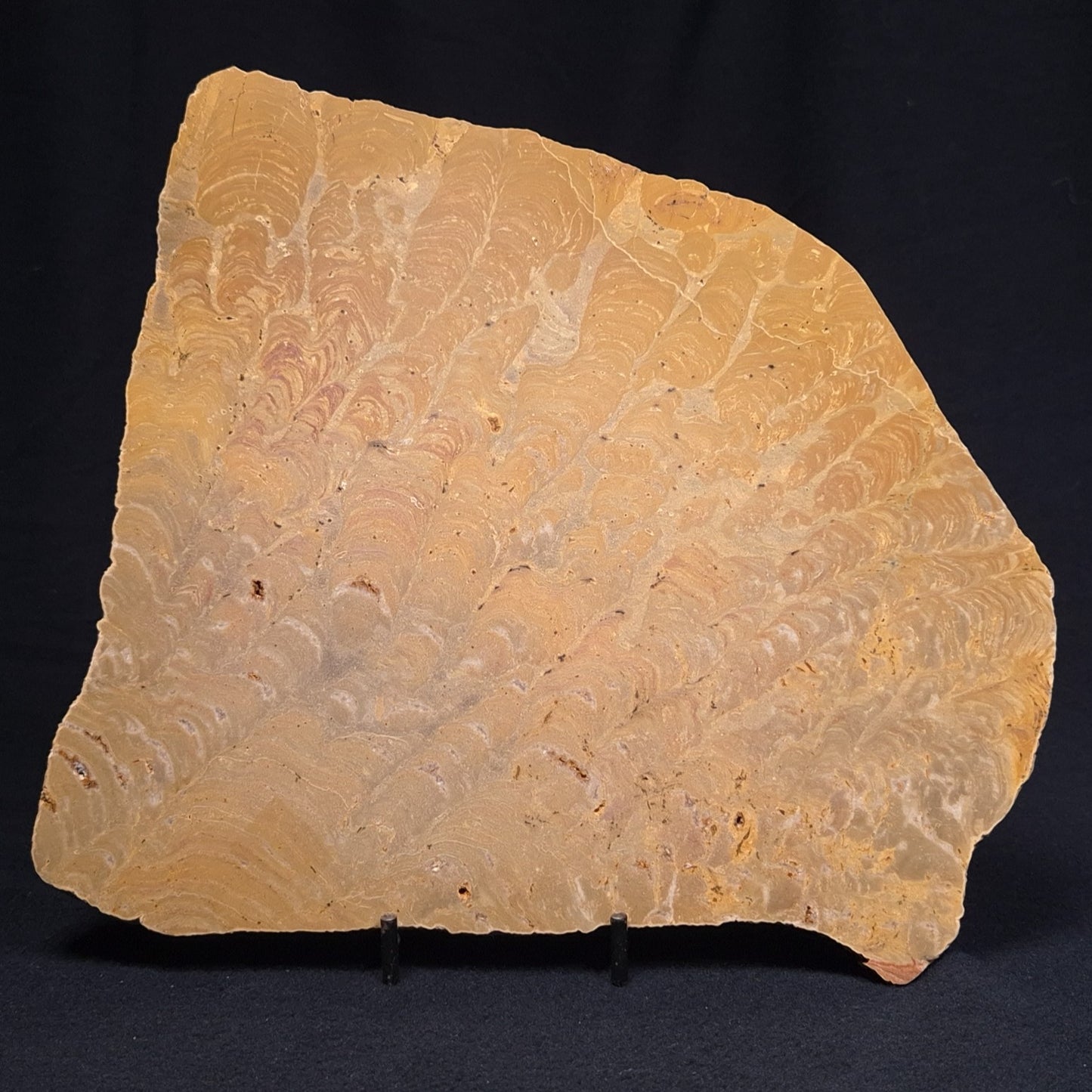TUNGUSSIA INNA STROMATOLITE, Late Precambrian, Australia ZTG008