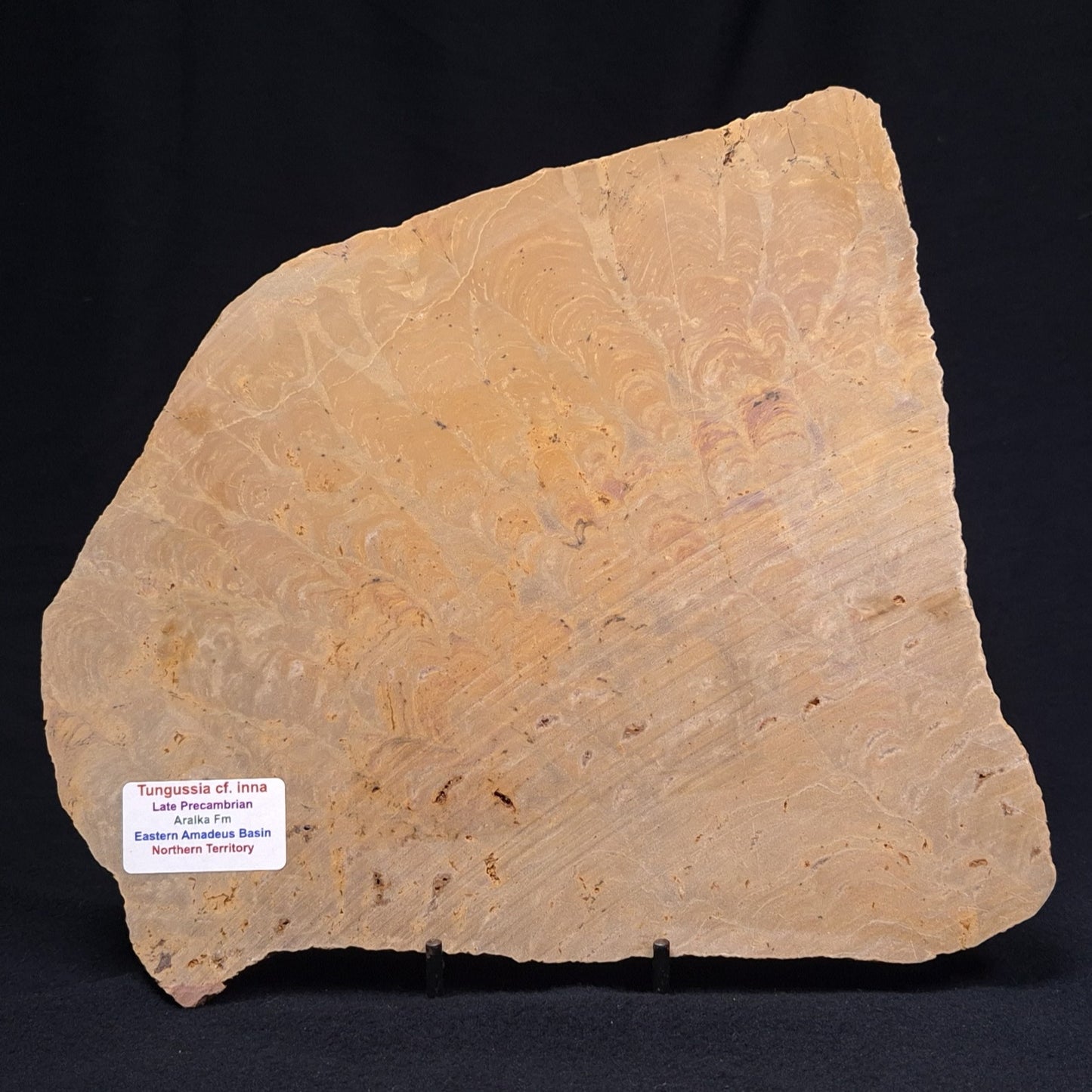 TUNGUSSIA INNA STROMATOLITE, Late Precambrian, Australia ZTG008