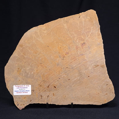 TUNGUSSIA INNA STROMATOLITE, Late Precambrian, Australia ZTG008