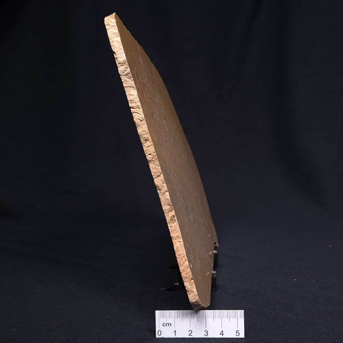 TUNGUSSIA INNA STROMATOLITE, Late Precambrian, Australia ZTG008