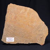 TUNGUSSIA INNA STROMATOLITE, Late Precambrian, Australia ZTG009