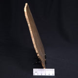 TUNGUSSIA INNA STROMATOLITE, Late Precambrian, Australia ZTG009