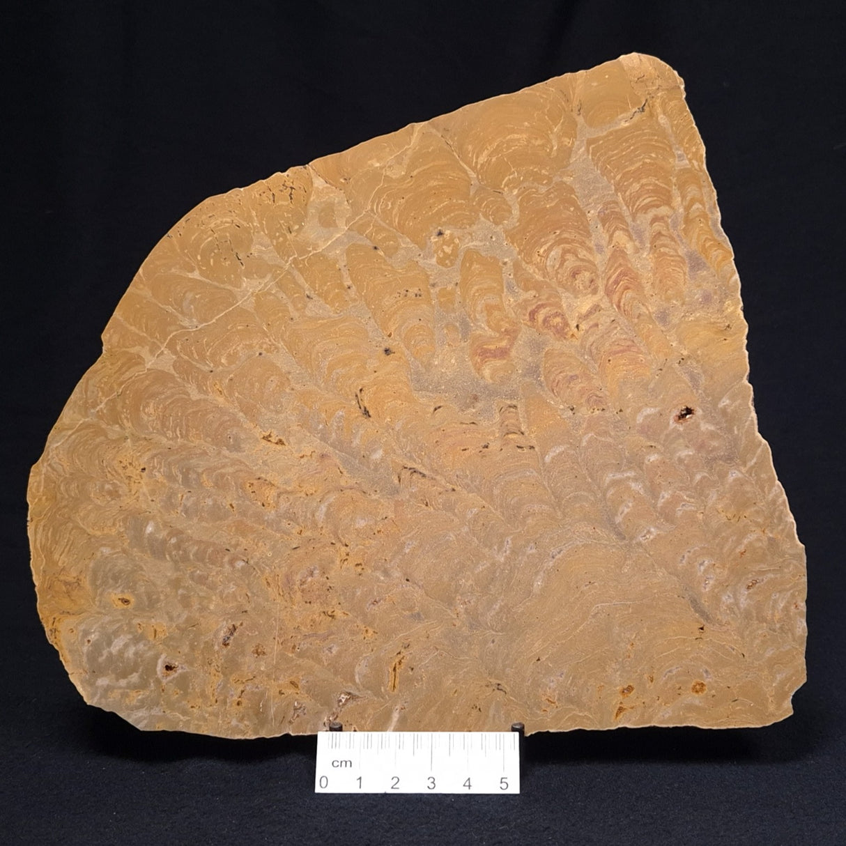 TUNGUSSIA INNA STROMATOLITE, Late Precambrian, Australia ZTG010