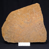 TUNGUSSIA INNA STROMATOLITE, Late Precambrian, Australia ZTG010