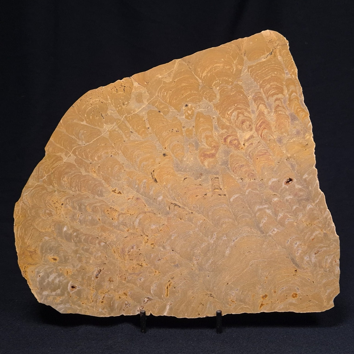 TUNGUSSIA INNA STROMATOLITE, Late Precambrian, Australia ZTG010