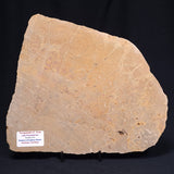 TUNGUSSIA INNA STROMATOLITE, Late Precambrian, Australia ZTG010