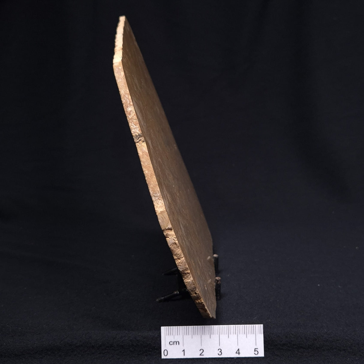 TUNGUSSIA INNA STROMATOLITE, Late Precambrian, Australia ZTG010