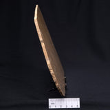 TUNGUSSIA INNA STROMATOLITE, Late Precambrian, Australia ZTG010