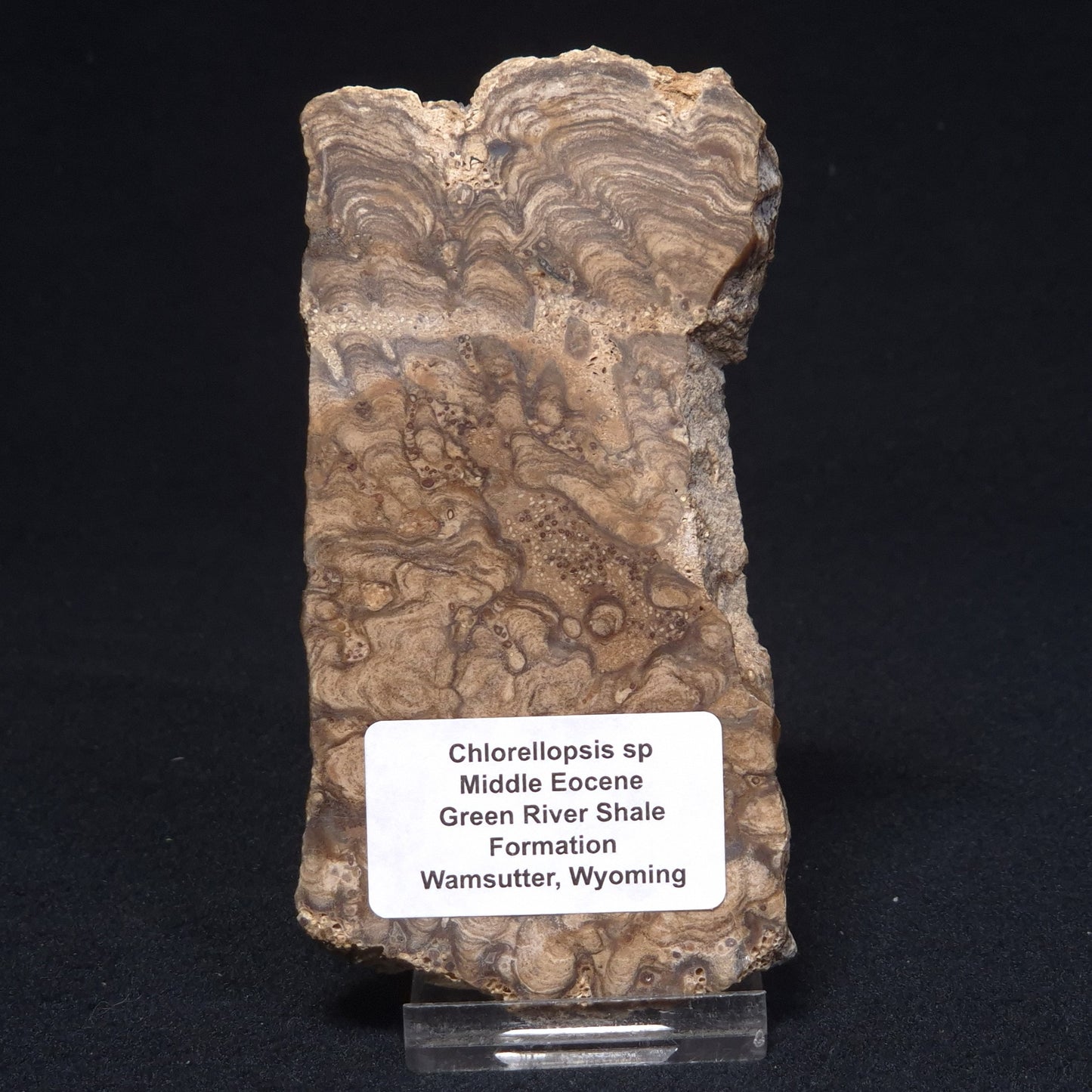 CHLORELLOPSIS sp. STROMATOLITE, Middle Eocene, Australia ZCH001