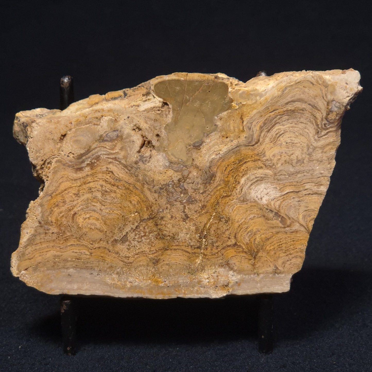 CHLORELLOPSIS sp. STROMATOLITE, Middle Eocene, Australia ZCH002