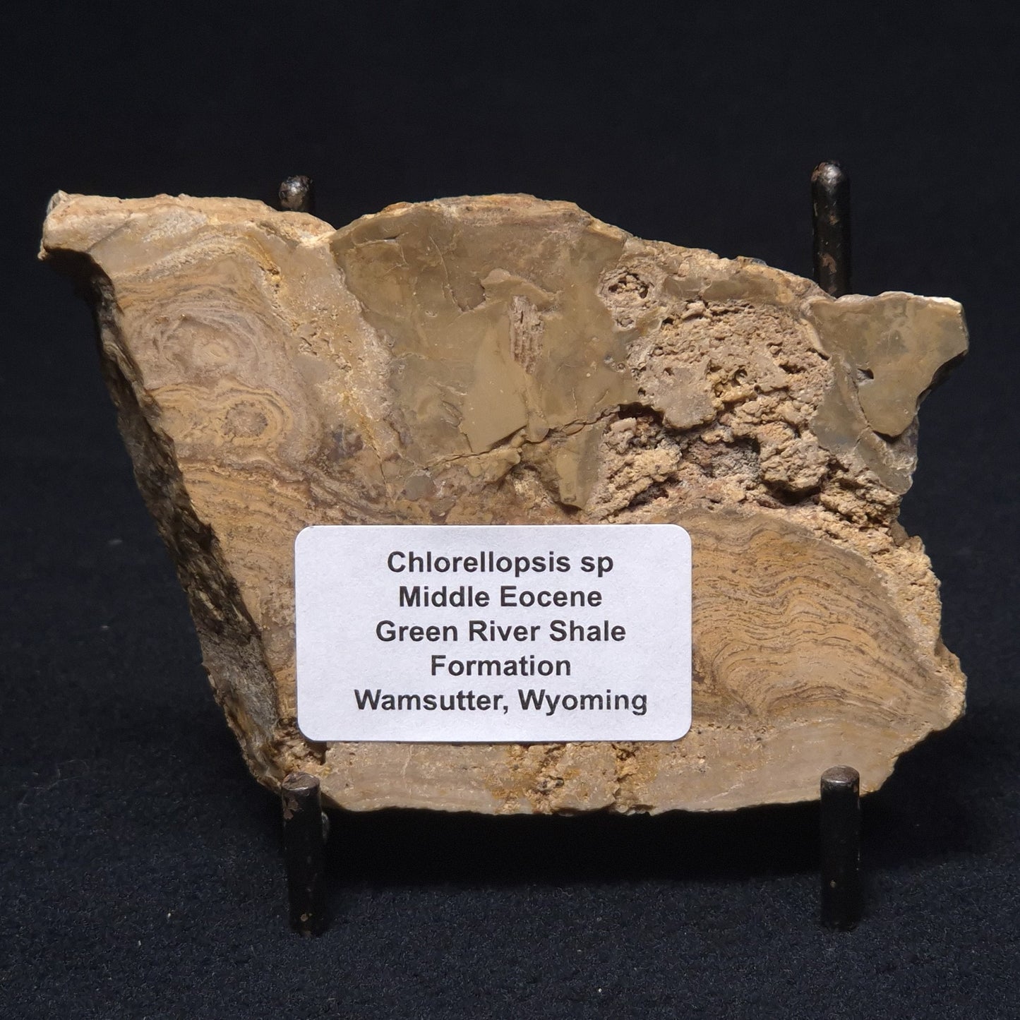 CHLORELLOPSIS sp. STROMATOLITE, Middle Eocene, Australia ZCH002
