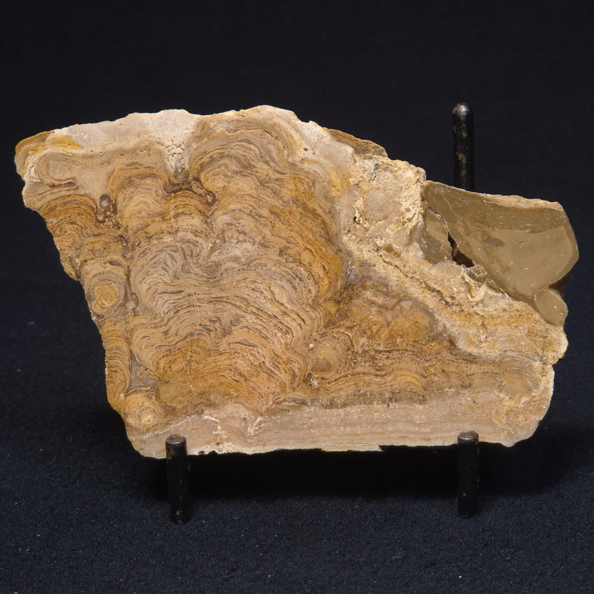CHLORELLOPSIS sp. STROMATOLITE, Middle Eocene, USA ZCH004