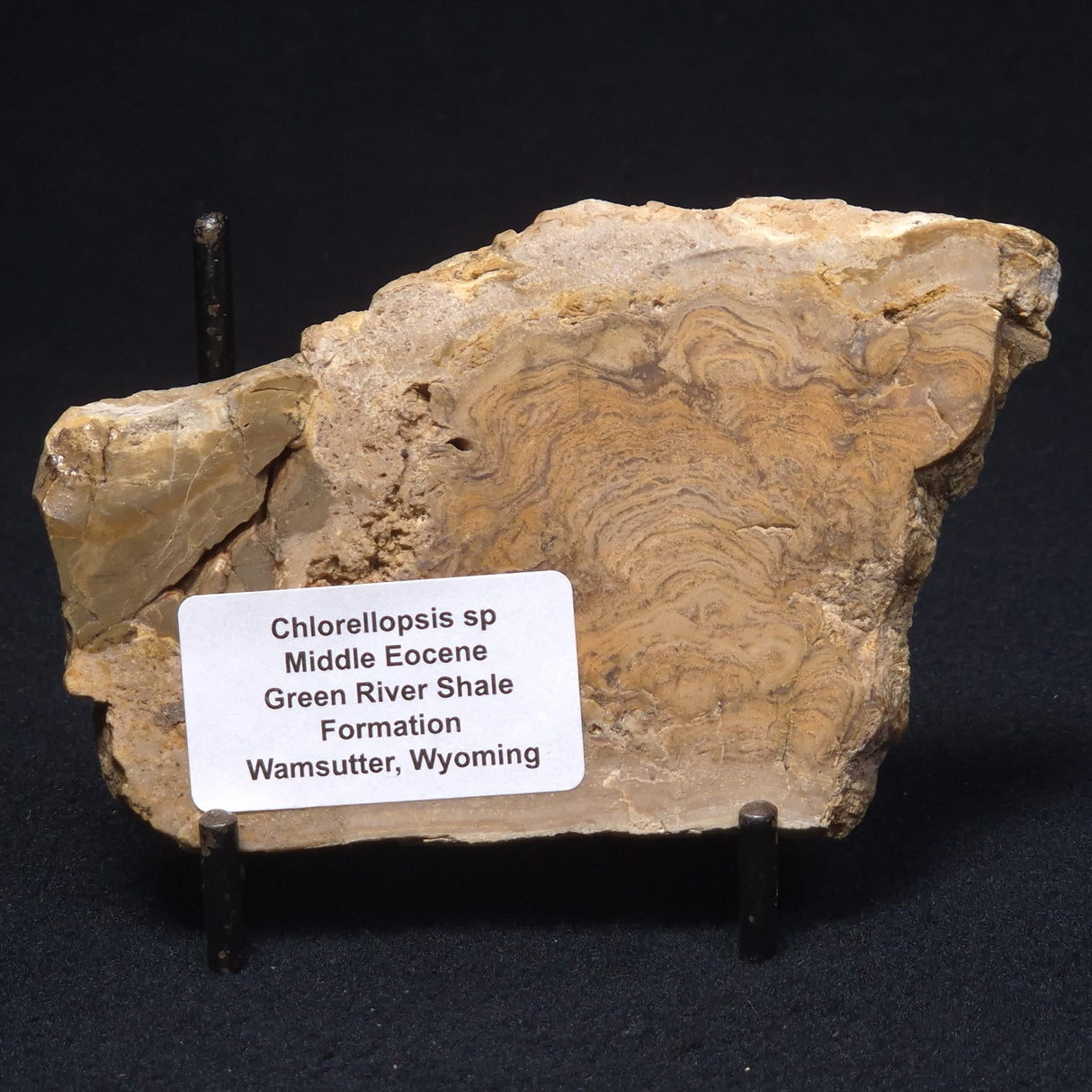 CHLORELLOPSIS sp. STROMATOLITE, Middle Eocene, USA ZCH004