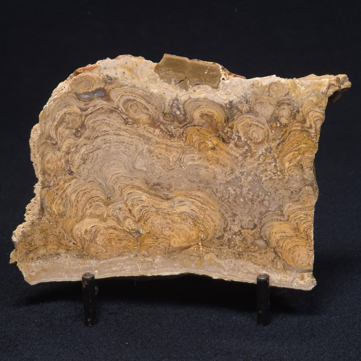 CHLORELLOPSIS sp. STROMATOLITE, Middle Eocene, USA ZCH005
